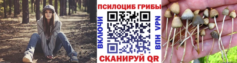цены   Хилок  Псилоцибиновые грибы Psilocybe 